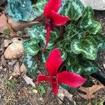 Cyclamen persicum Blodyn