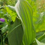 Veratrum lobelianum पत्ता