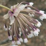 Abronia fragrans Flower