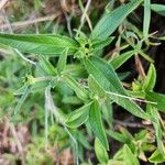 Aspilia mossambicensis Hoja