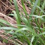 Miscanthus × longiberbis Leaf