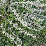 Teucrium polium Vekstform