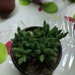 Crassula mesembryanthoides Hostoa