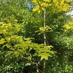 Quercus texana Habitus