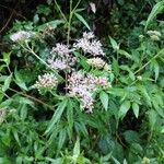 Eupatorium cannabinumFiore