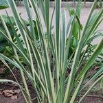 Phormium tenax Natur