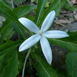 Hippobroma longiflora Цветок