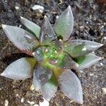 Echeveria affinis Ліст