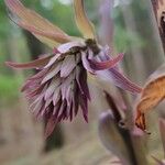 Epipactis purpurata برگ