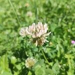 Trifolium repensÕis