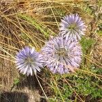 Echinops ritro Blüte
