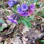 Pulmonaria affinis Квітка