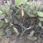 Opuntia littoralis Plod