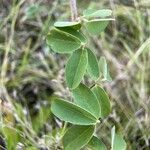 Grona barbata Leaf