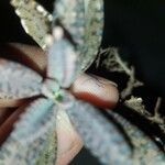 Kalanchoe × houghtonii Folha