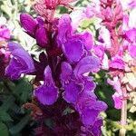 Salvia nemorosa Flower