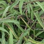 Solidago nemoralis Leaf