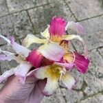 Ceiba speciosa 花