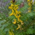 Corydalis cheilanthifolia Flor