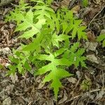 Polymnia canadensis Leaf