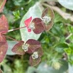 Euphorbia dulcis ফুল