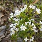 Houstonia longifolia Kvet