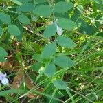 Lathyrus lanszwertii Frunză