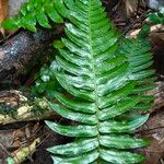 Blechnum appendiculatum 葉