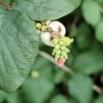 Symphoricarpos albus果實