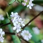 Valeriana dentata फूल