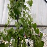 Dioscorea mexicana Leaf