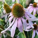 Echinacea angustifolia Цвят