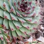 Sempervivum calcareum Лист