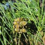 Gymnostoma poissonianum Fruit