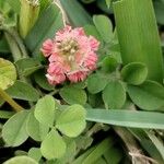 Indigofera spicata Blomma