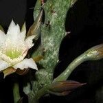 Cereus spegazzinii Flower