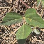 Rhynchosia sublobata पत्ता