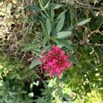 Centranthus ruber Flower