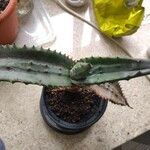 Aloe marlothii Yaprak