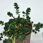 Sedum furfuraceum Blatt