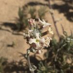 Dithyrea californica Агульны выгляд