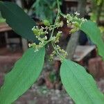 Celtis philippensis Flower