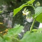 Solanum nigrum Lorea