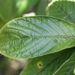 Aphelandra sinclairiana Leaf