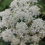 Heracleum sphondylium花