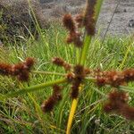 Cyperus ligularis Flor