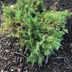 Juniperus horizontalis Lapas