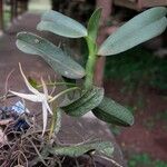 Angraecum sanfordii आदत