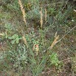 Achnatherum calamagrostis Habitus