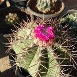 Melocactus levitestatusफूल